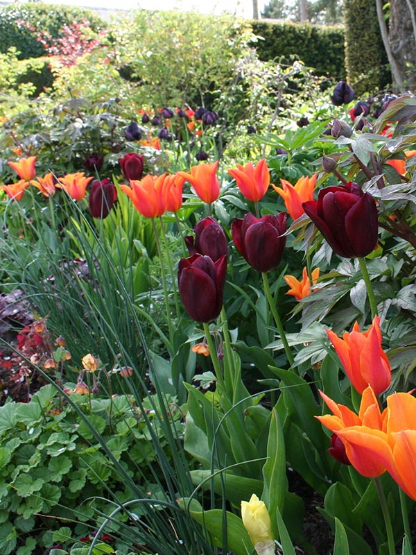 Tulpenbollen plant je in het najaar