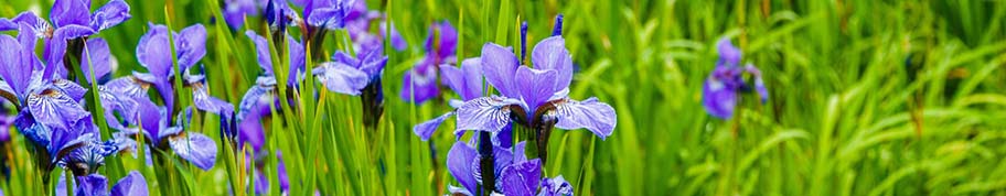 De prachtige bloemen van Iris sibirica spreken tot de verbeelding maar bloeien helaas wel vrij kort