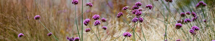 verbena is winter hard maar sterft af in de winter