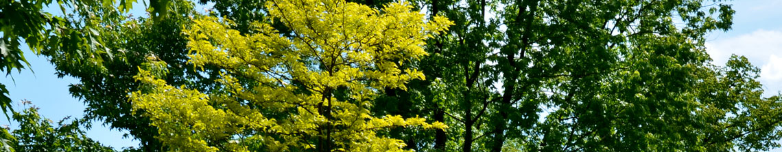 het gele blad van de gleditsia sunburst steekt af tegen het groen
