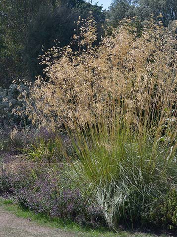 grote veder gras heeft stipa gigantea en wordt erg hoog