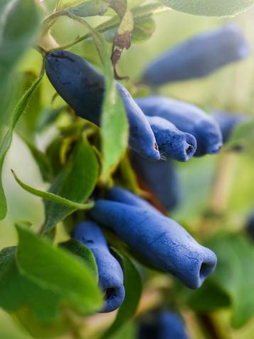 De vruchten van de honingbes zijn plukrijp in de zomer en hebben een bijzondere blauwe tot purpere kleur