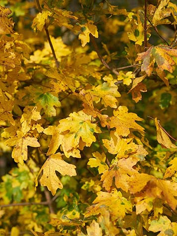 Geel herfstblad van de Veldesdoorn