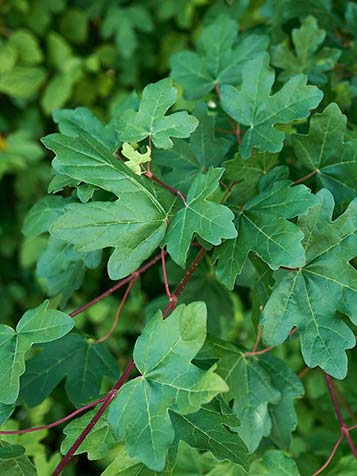 Veldesdoorn heeft wat kleiner blad dan andere esdoorn bomen