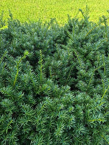 Venijnboom ofwel Taxus is goed te snoeien, ook in strakke vormen 