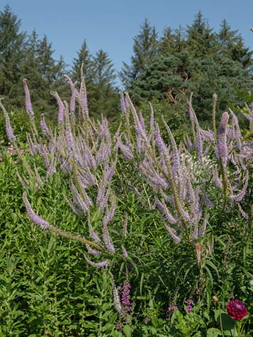 paars roze of wit bloeiende veronicastrum soorten in de tuin 