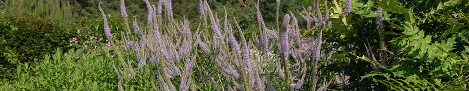 veronicastrum kan hoog worden snoeien 