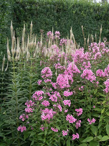 veronicatrum witte lange pluimvormige bloemen  