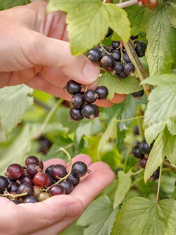 Zwarte bessen plukken