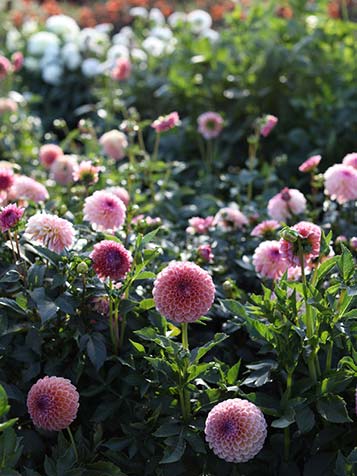 dahlias hebben een bolvormige bloem