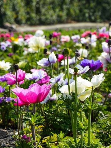 Mix aan Anemone bloembollen 