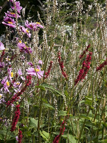 Persicaria amplexicaulis combineert makkelijk met andere hoge planten zoals anemone en hortensia