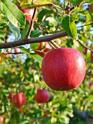 bio fruitbomen kunt u direct eten van de boom 