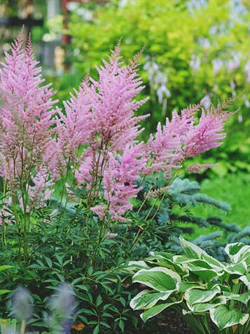 De bloempluimen van astilbe hebben vaak een witte, roze of rode bloemkleur