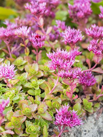 de meeste vetkruid planten bloeien in de zomer