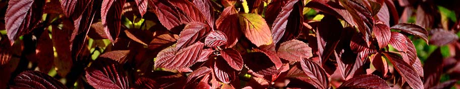 Herfstkleur van de Viburnum bodnantense