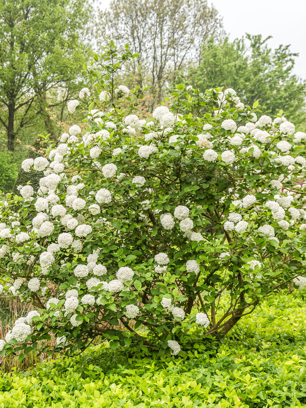 de mooiste viburnum met geurende bloemen ruikt heerlijk