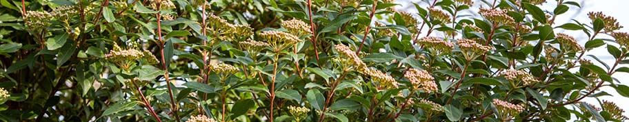 Viburnum tinus is een rijke bloeier