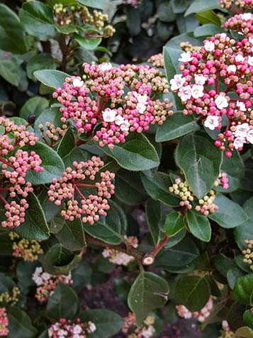 Viburnum tinus bloeit wit en heeft roze knoppen