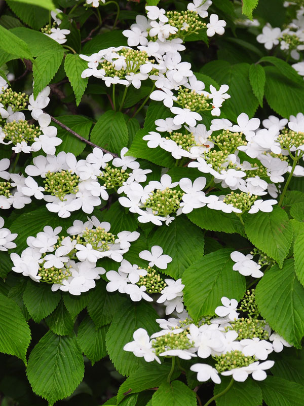 Viburnum kan in de zon of in de schaduw en geeft mooie witte of roze bloemen