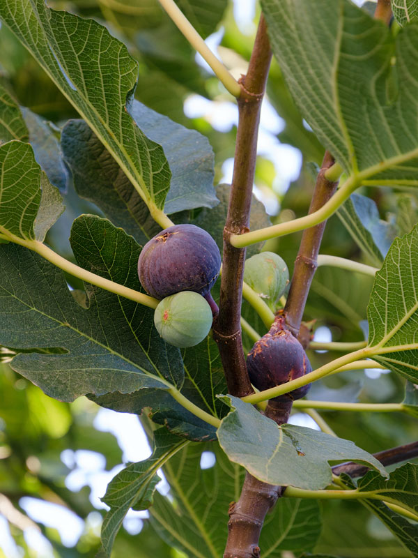 Vijgenboom | Tuinplantenwinkel.nl