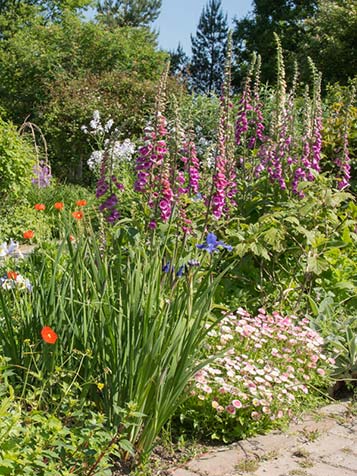 Digitalis is een vaste plant voor in de border en tuin