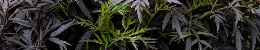 Het prachtige donkere ingesneden blad van de Sambucus 'Black Lace'