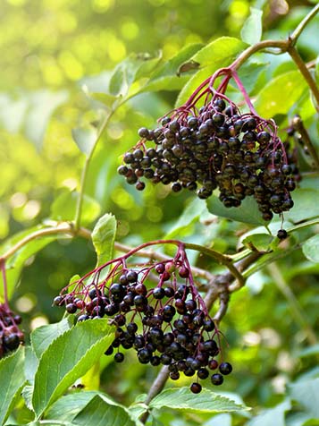 Vlierbessen uit eigen tuin