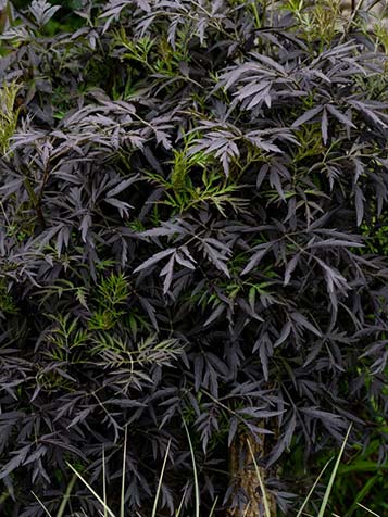 Vlierbes met donker fijn blad aanplanten