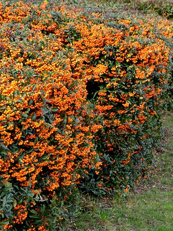 pyracantha vuurdoorn is groenblijvende en bladhoudende plant 