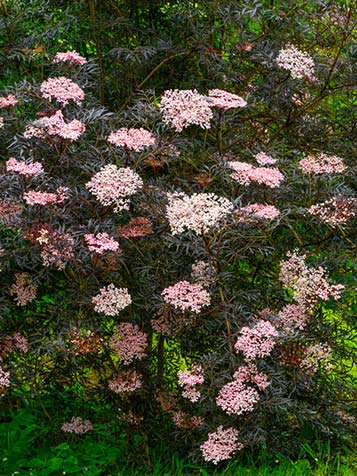 Sambucus nigra roodbladerige struik 