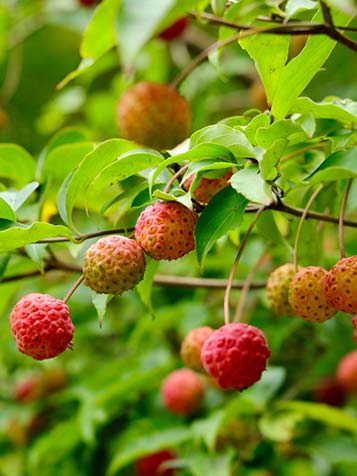 In het najaar zorgen rood gekleurde vruchten voor extra kleur in de tuin