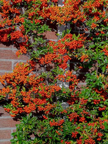 snoeien van de vuurdoorn is belangrijk zo wordt de plant mooi vol 