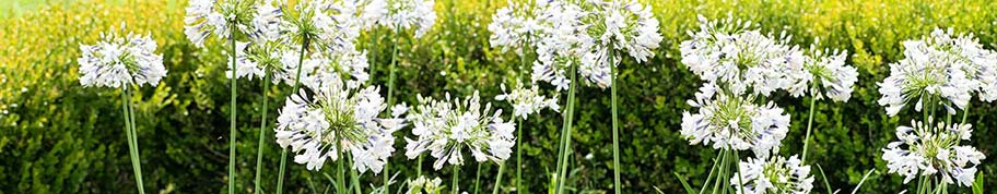 Agapanthus kan zowel in de volle grond als in een pot worden aangeplant