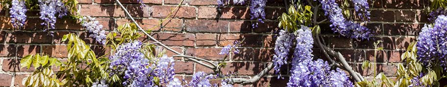 Wisteria tegen gevel