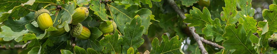 Er zijn verschillende de soorten eikenbomen verkrijgbaar op tuinplantenwinkel.nl