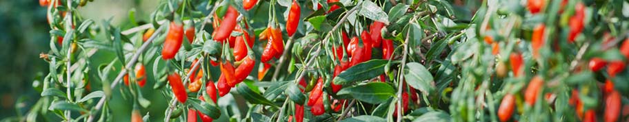 Goji bessen zijn extreem gezond en te plukken in de zomer