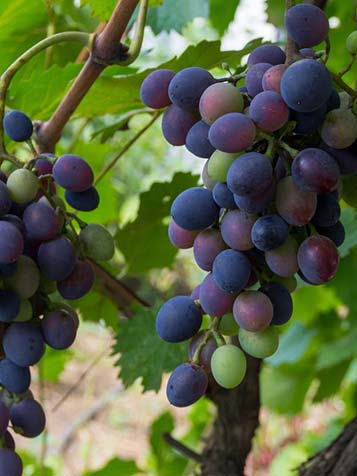 Vitis vinifera ofwel druif 