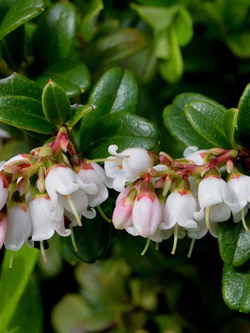 Vossenbes heeft witte bloemen 