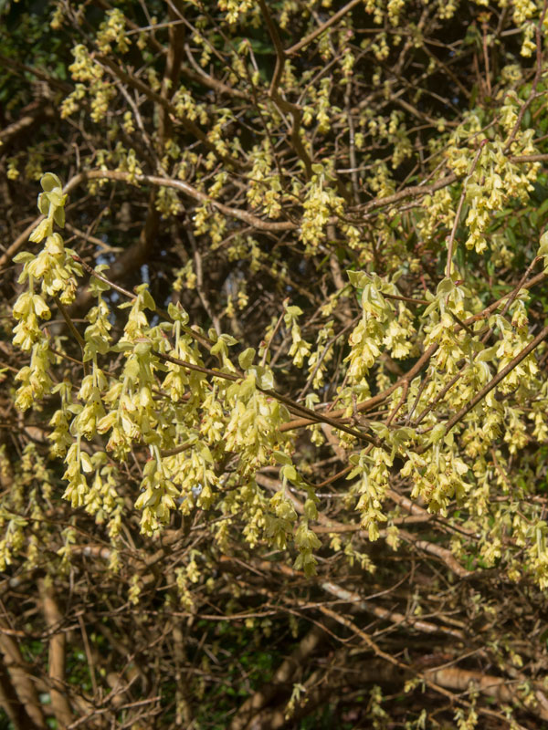 Bijna alle soorten hazelaar geven eetbare vruchten, maar er zijn ook siervormen die worden geplant vanwege hun blad of groeivorm