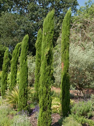 betalen Huiswerk maken Aanstellen Italiaanse Cipres | Tuinplantenwinkel.nl