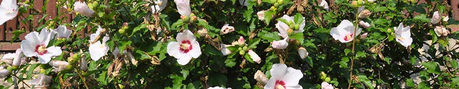 Hibiscus syriacus of altheastruik zorgt vanaf de zomer tot in het najaar voor kleur in de tuin