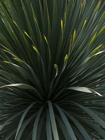 Yucca groeit erg apart