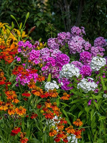 phlox paniculata is winterhard maar verdort in de winter