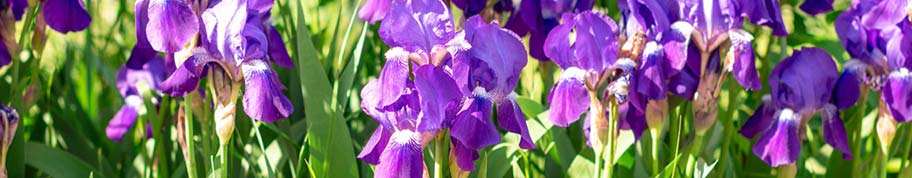Iris germanica behoord tot de vaste planten