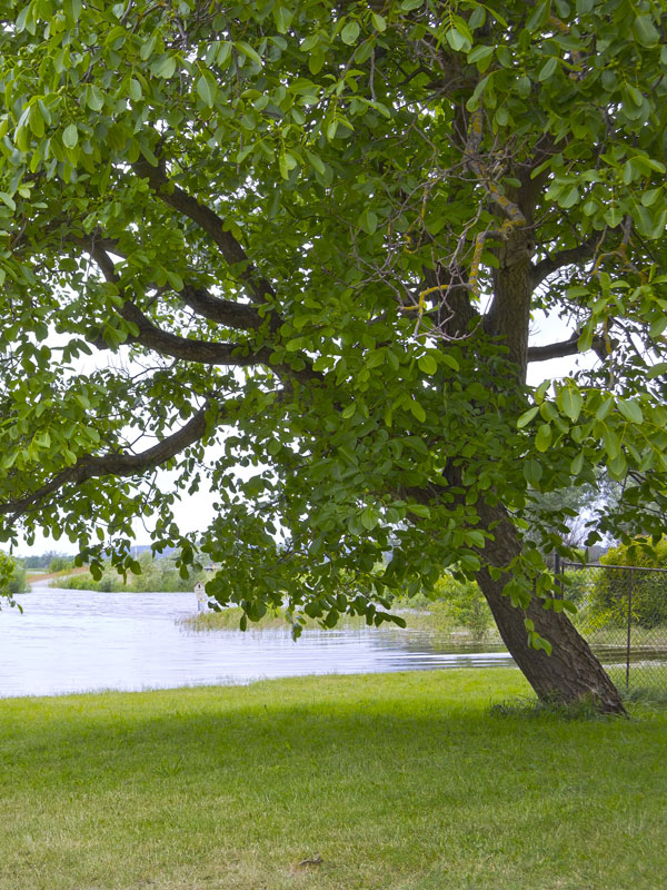 Oude walnotenboom