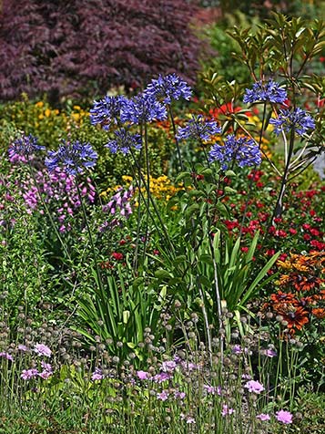 Er zijn wit bloeiende en blauw bloeiende agapanthus te verkijgen