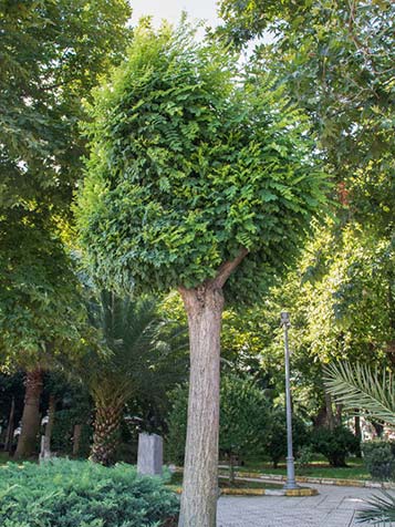 De bolacacia kan ieder jaar worden geknot zodat de boom een compact uiterlijk blijft houden