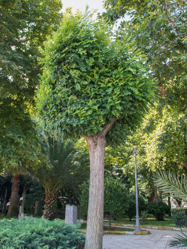 Bolacacia Tuinplantenwinkel.nl