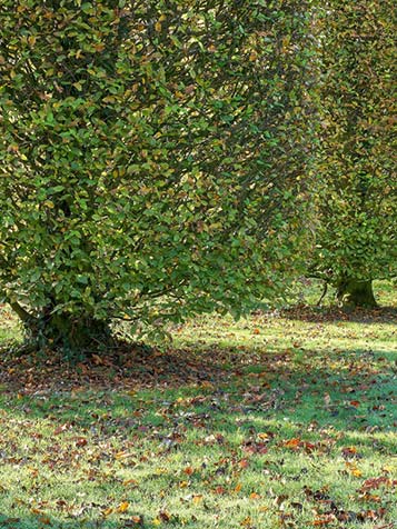 Carpinus betulus verliest zijn blad